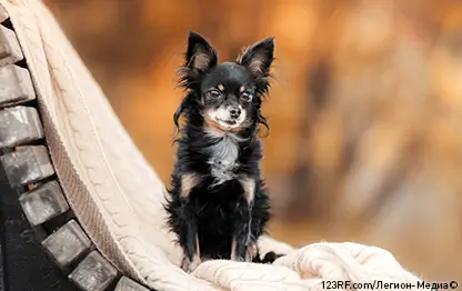 Почему чихуахуа дрожат и трясутся?