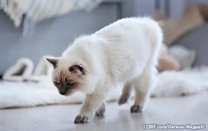 Можно ли давать свинину кошкам?