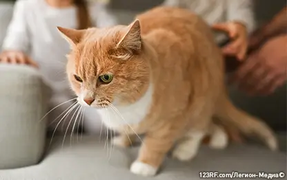 Почему кошки боятся огурцов?