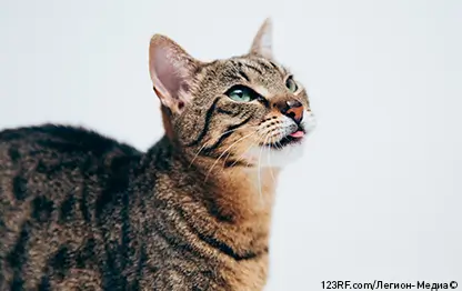 10 причин, почему кошка может высовывать и показывать язык