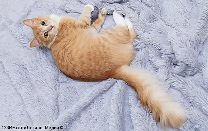 Почему кошка может гоняться за своим хвостом?