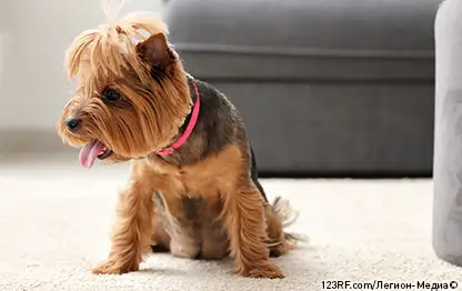 Как ухаживать за стареющей собакой?