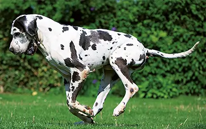 Пятнистые породы собак