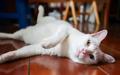 Редкие породы кошек