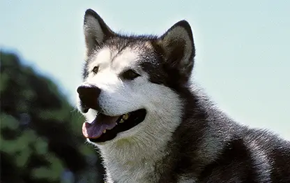 Активные породы собак