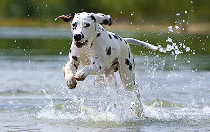 Быстрые породы собак