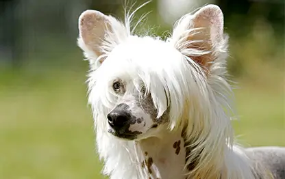 Бесшерстные породы собак