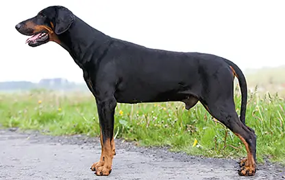 Породы собак-компаньонов