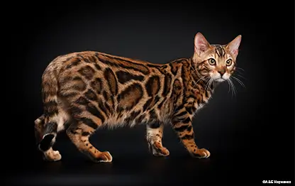 Быстрые породы кошек