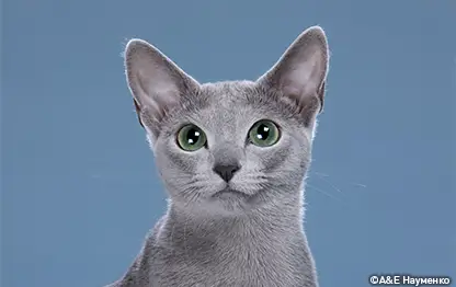 Ласковые породы кошек