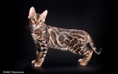 Пятнистые породы кошек