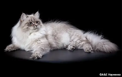 Относится ли сибирская кошка к аллергенным породам или нет?