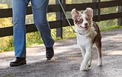 Популярные породы собак