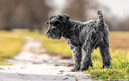 Лишай у собак