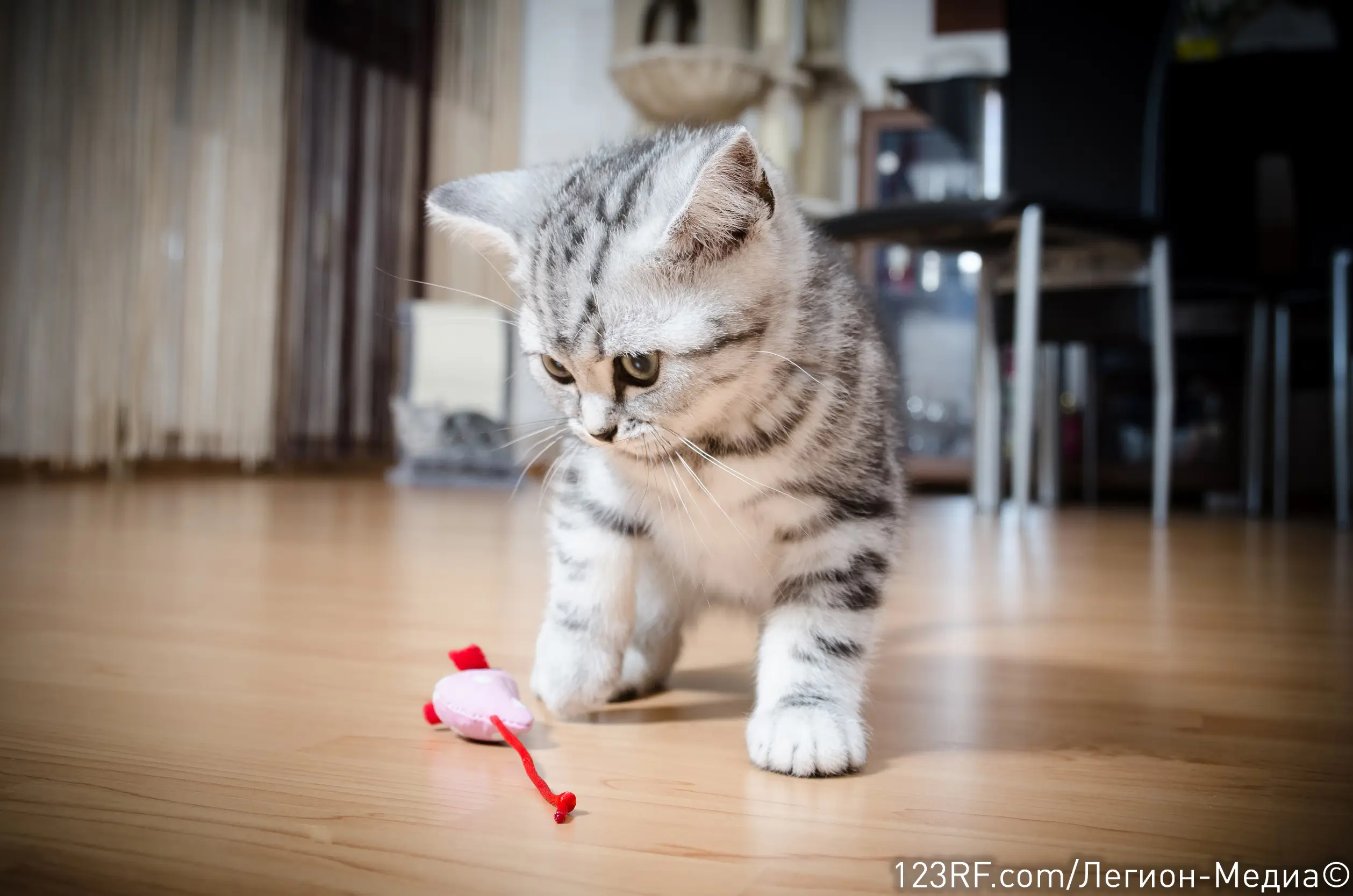 Можно ли кошкам давать есть бананы?