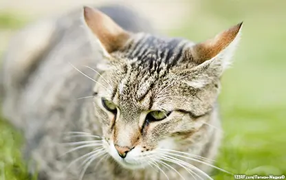 Можно ли кошкам и котятам давать макароны?