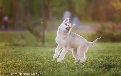 Можно ли давать собакам есть бананы?