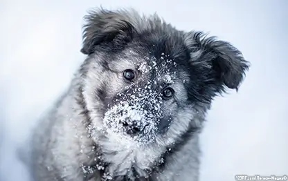 Почему собака трясется и дрожит без причины и что делать?