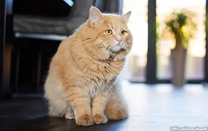 Можно ли кошкам давать яблоки?