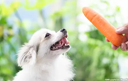 Можно ли собакам давать есть морковь?