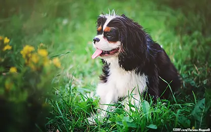 Можно ли собакам яблоки в свежем или сушеном виде?