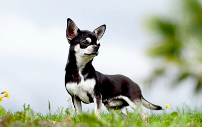 Аллергия на чихуахуа – правда и мифы