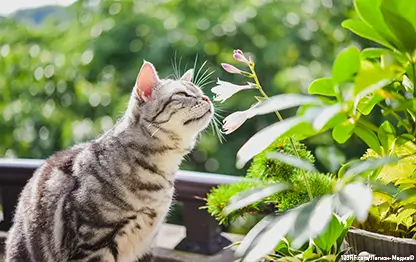 Кошка ест цветы — что делать?