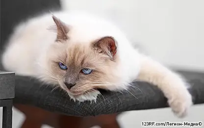 Хламидиоз кошек