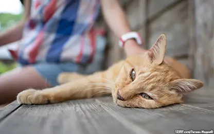 Влияние питания на здоровье мочевыделительной системы кошки