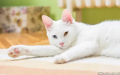 Кошка не ест: что делать?