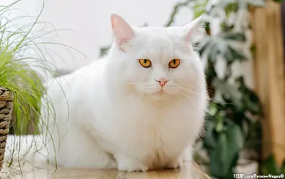 Чем кормить кастрированную (стерилизованную) кошку?