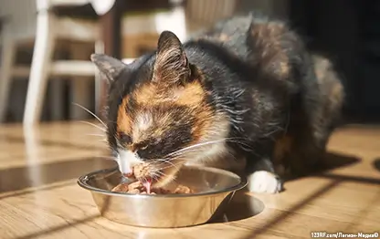 Чем кормить кастрированную (стерилизованную) кошку?