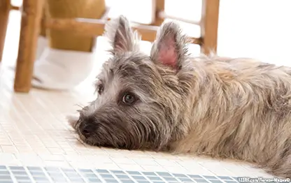 Чем кормить собак мелких пород?