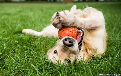 Сколько раз в день кормить собаку?