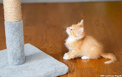 Как приучить котенка к когтеточке?
