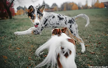 Как отучить щенка кусаться?