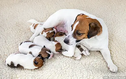 Беременность у собак