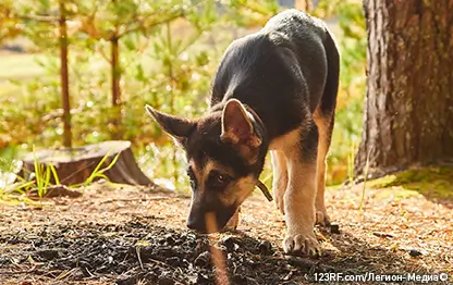 Как лечить болезни мочевыделительной системы у собак?