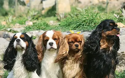 Какую собаку выбрать для квартиры?