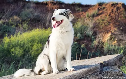 Какие витамины нужны собаке?