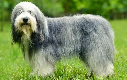 Английские породы собак