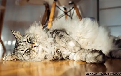 Чем лечить лишай у кошек?