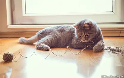 Линька у кошек