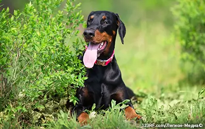 Каким кормом кормить собак и кошек?