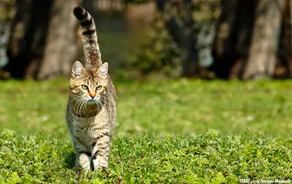 Как помочь кошке сбросить вес?