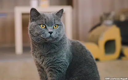 Восстановительное питание для кошки в послеоперационный период