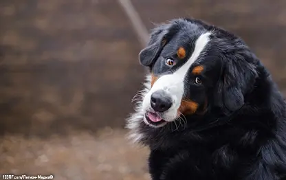 Ожирение у собак: факторы риска