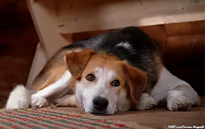 От чего зависит здоровье пищеварительной системы собаки?