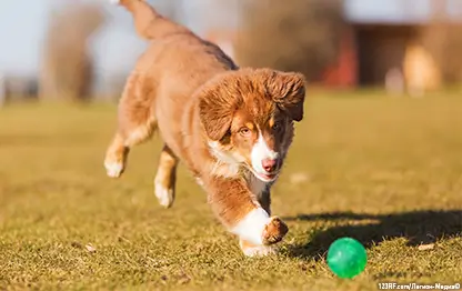 Обучение и игры со щенком