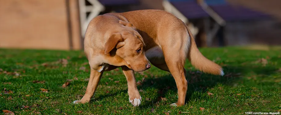 Почему собака бегает за своим хвостом
